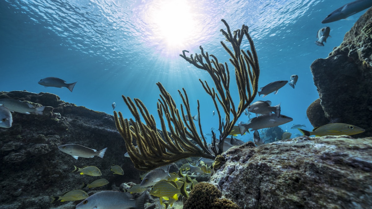 reef-safe sunscreens
