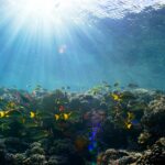 Best Reef-Safe Sunscreens 2026: Protect Oceans & Skin
