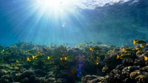Best Reef-Safe Sunscreens 2026: Protect Oceans & Skin