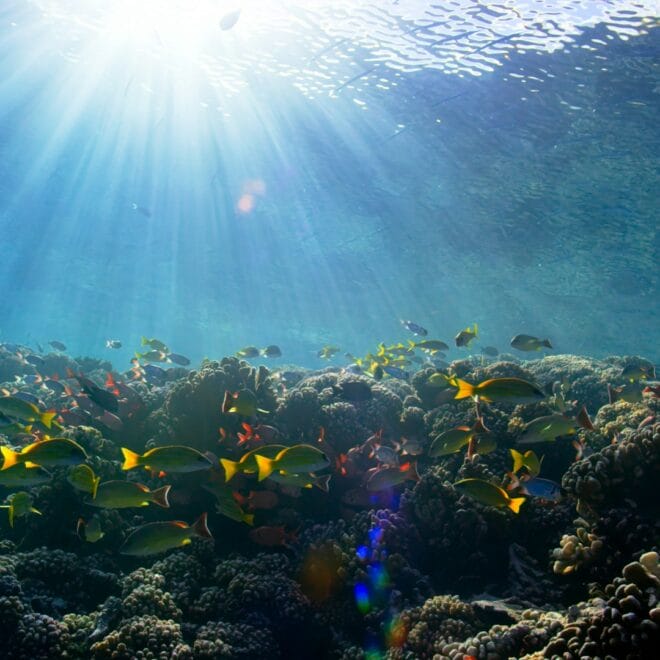 Best Reef-Safe Sunscreens 2026: Protect Oceans & Skin