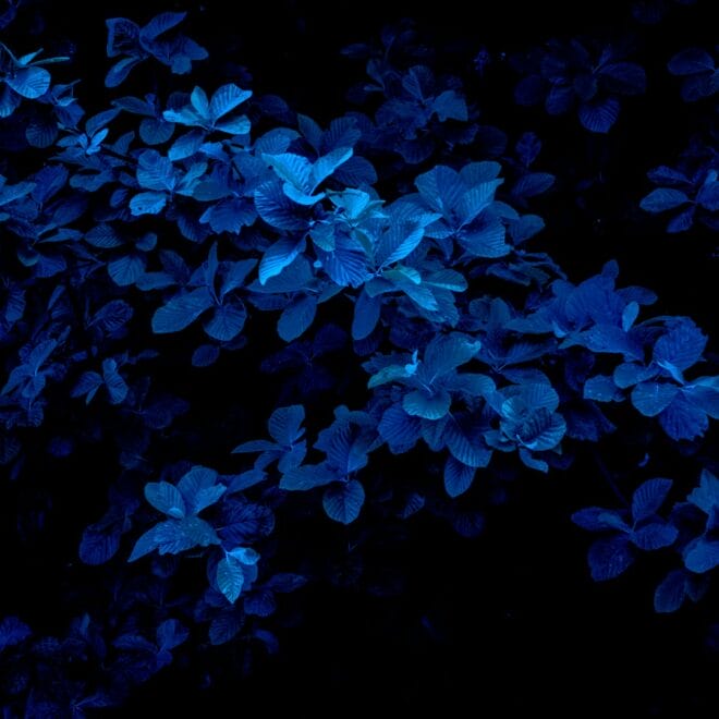 blue light SPF – Blue Light Protection: Top SPF Products for Skin in 2026