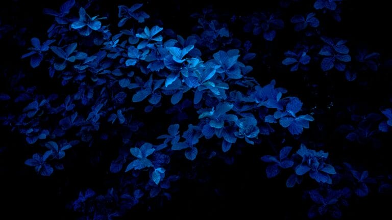 blue light SPF – Blue Light Protection: Top SPF Products for Skin in 2026