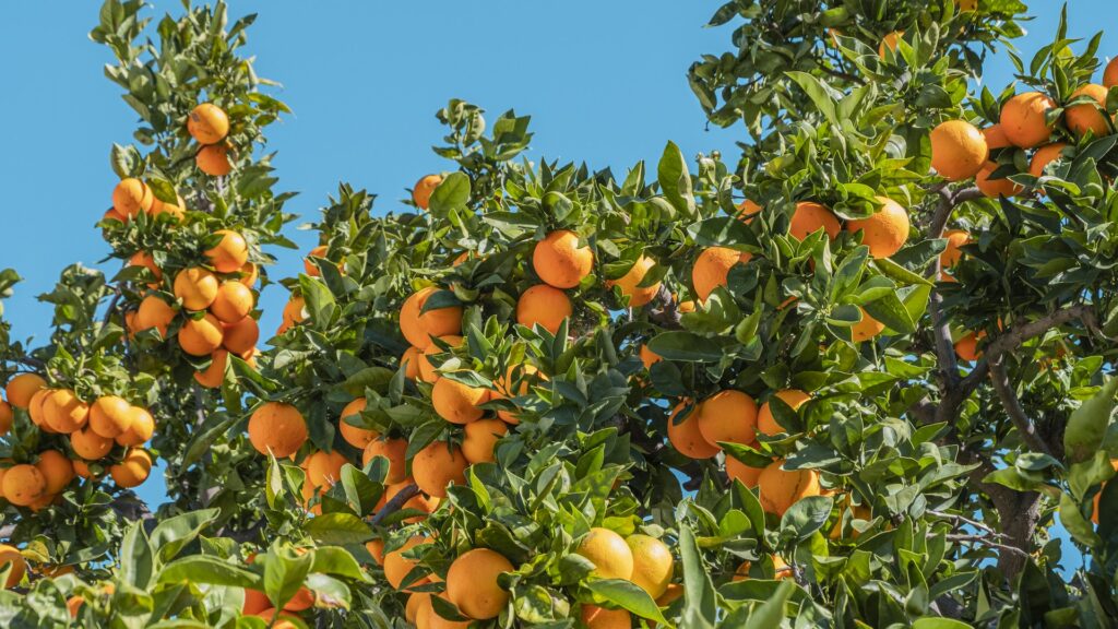 Citrus vs Aquatic: Which Summer Fragrance Lasts Longer in Humidity?