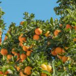 Citrus vs Aquatic: Which Summer Fragrance Lasts Longer in Humidity?