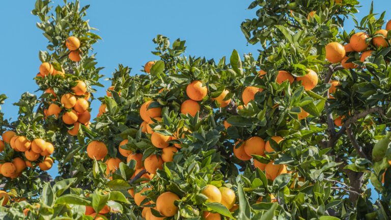 Citrus vs Aquatic: Which Summer Fragrance Lasts Longer in Humidity?