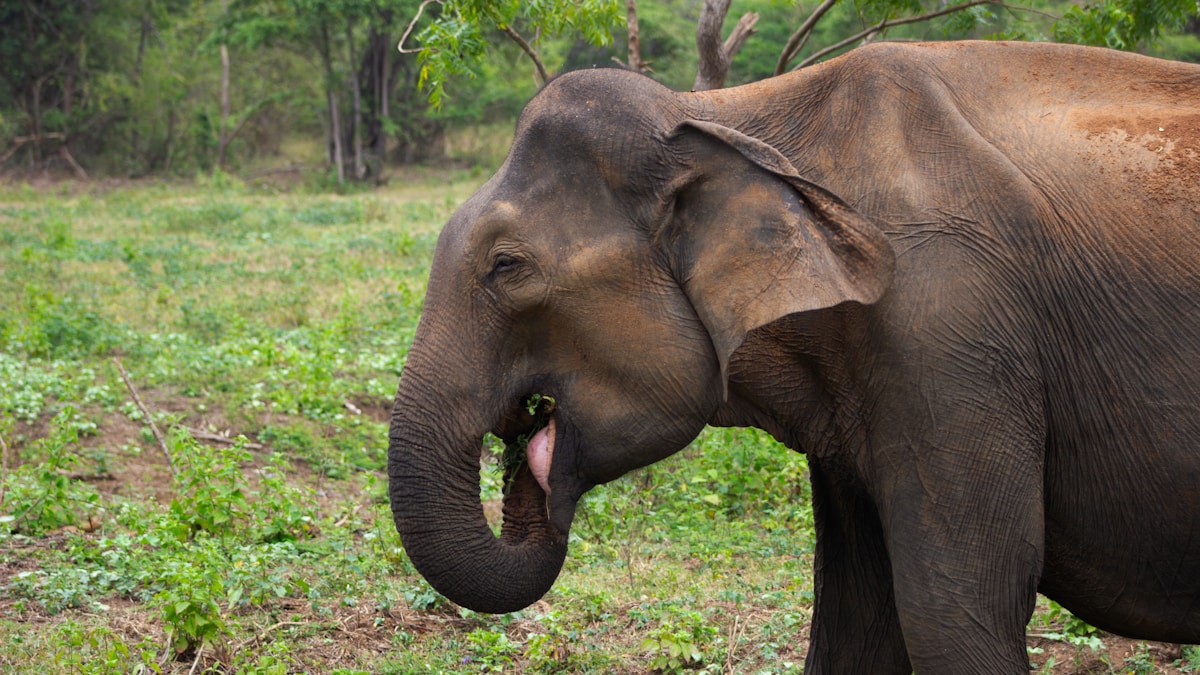 Drunk Elephant retinol alternative