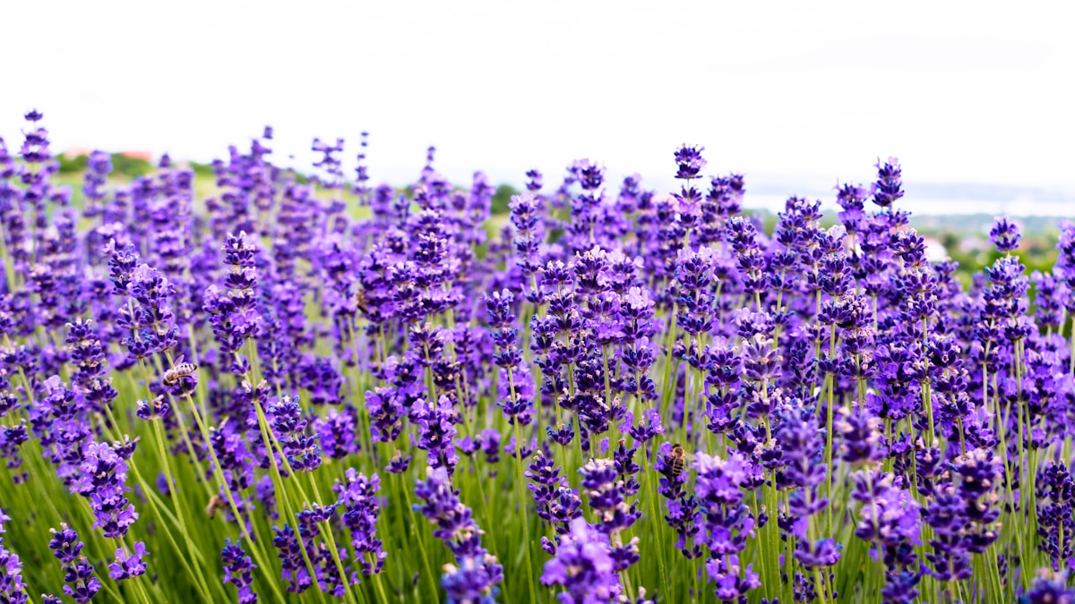 Luxury Fragrances Summer 2026