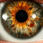 Retinal vs Bakuchiol 2026: Which Anti-Aging Ingredient Wins?