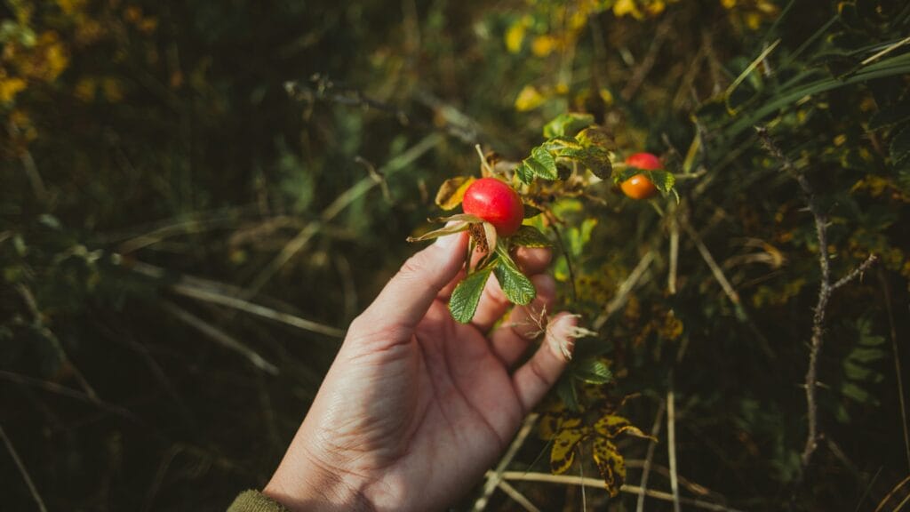 Retinol Alternatives for Sensitive Skin: Bakuchiol vs Rosehip Oil