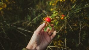 Retinol Alternatives for Sensitive Skin: Bakuchiol vs Rosehip Oil
