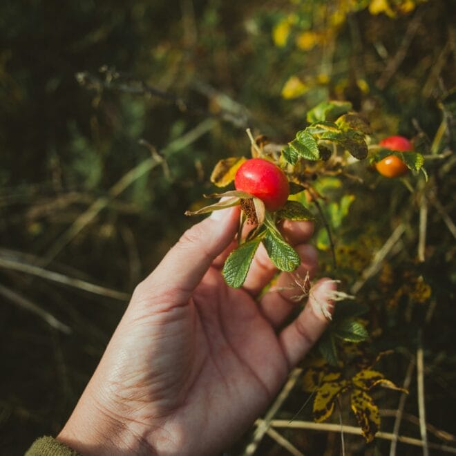Bakuchiol vs Rosehip Oil for Sensitive Skin: Which Works Better?