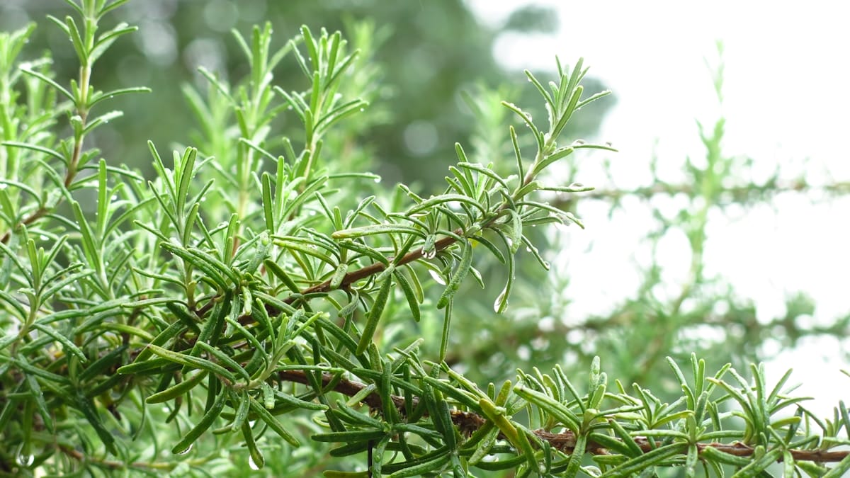 Rosemary oil