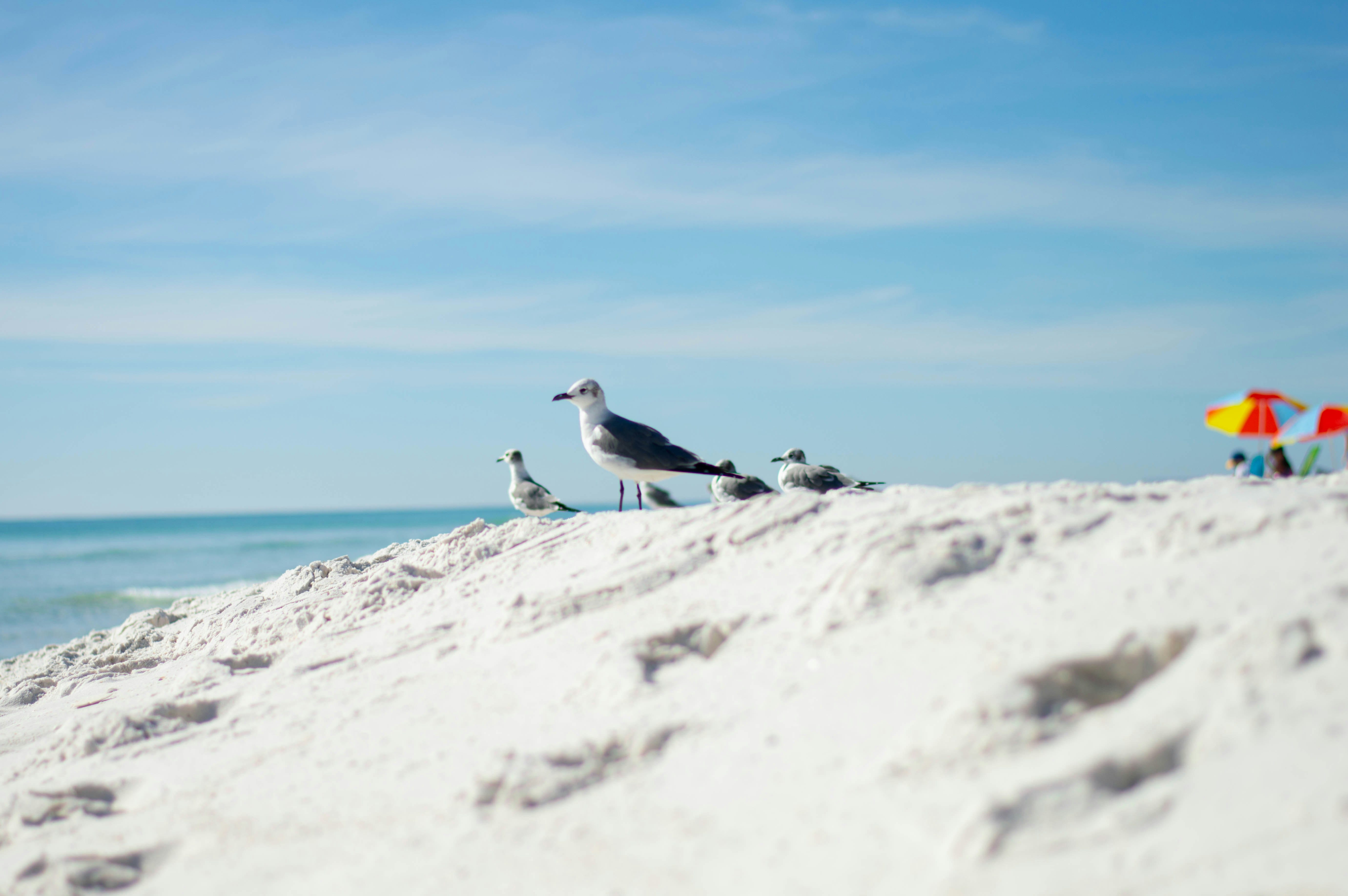 waterproof sunscreens 2026 2026 - Best Waterproof Sunscreens 2026: Top Picks for Beach Days in Florida 3 waterproof sunscreens 2026 2026 - waterproof sunscreens 2026